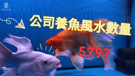 風水養魚數量|揭秘風水魚養殖最佳數量指南：招財納福必學秘訣 